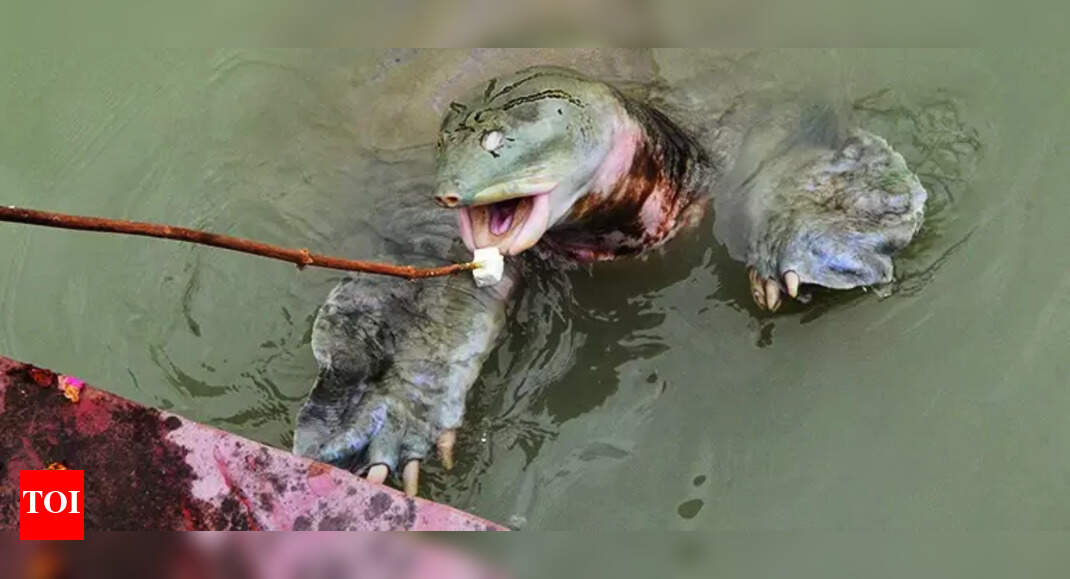 For these temple turtles in Kanpur, paneer is the top pick