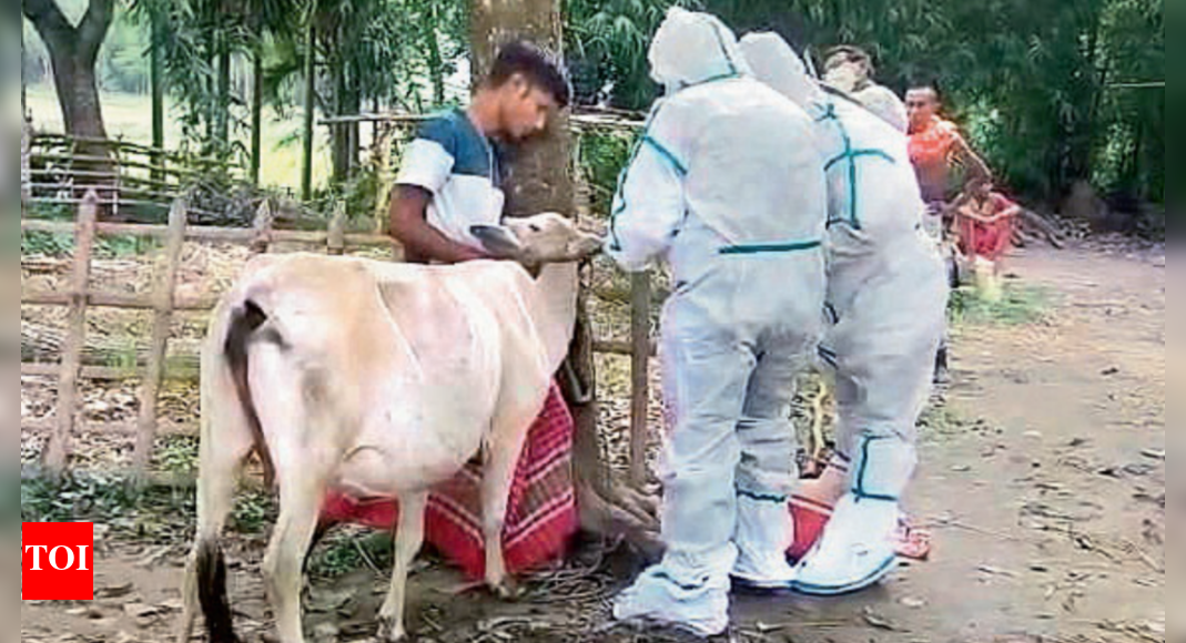 West Bengal Anthrax Scare Prompts Isolation Wards