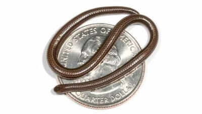 Discover the world’s smallest snake measuring only 10 centimeters; know its physical characteristics, diet, and more