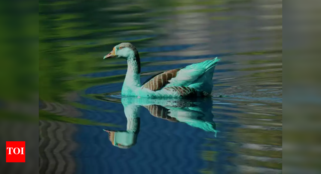 River Turns Blue After Dye Spill, Ducks Also Affected