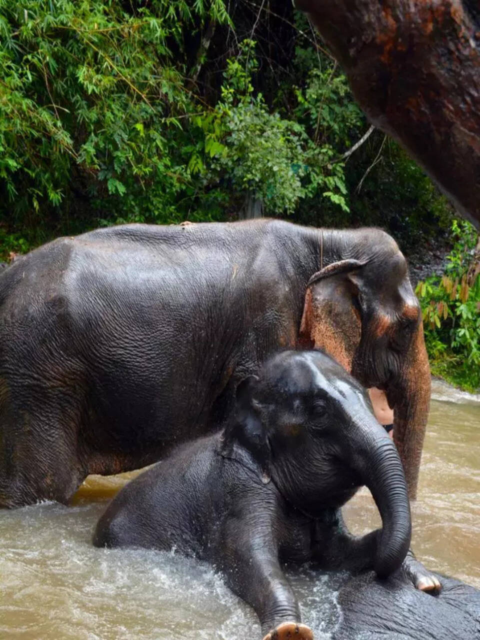 10 national parks in India to visit this summer with kids