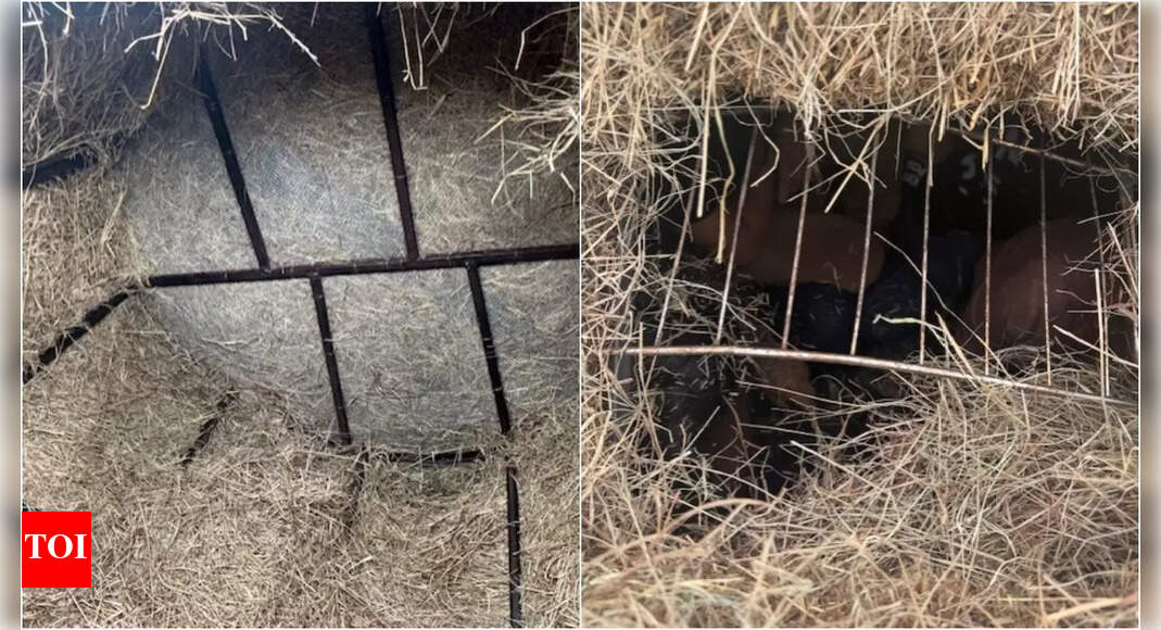 Undocumented Migrants Found in Hay Bales During Texas Traffic Stop