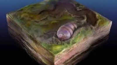 Ikaria Wariootia: The earliest known animal ancestor on the planet has been discovered from South Australia