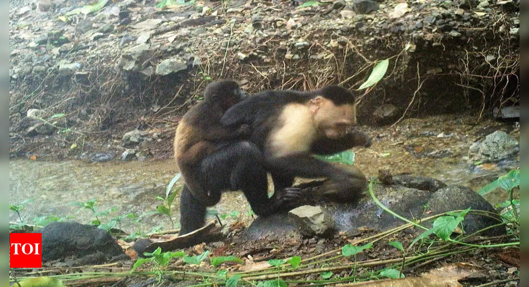Capuchin Monkeys' Unusual Behavior: Abducting Howler Monkey Infants
