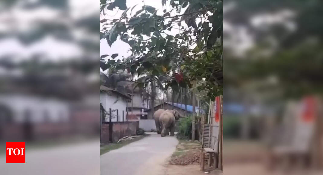 Elephants Wreak Havoc in Odisha, Damaging Crops and Property