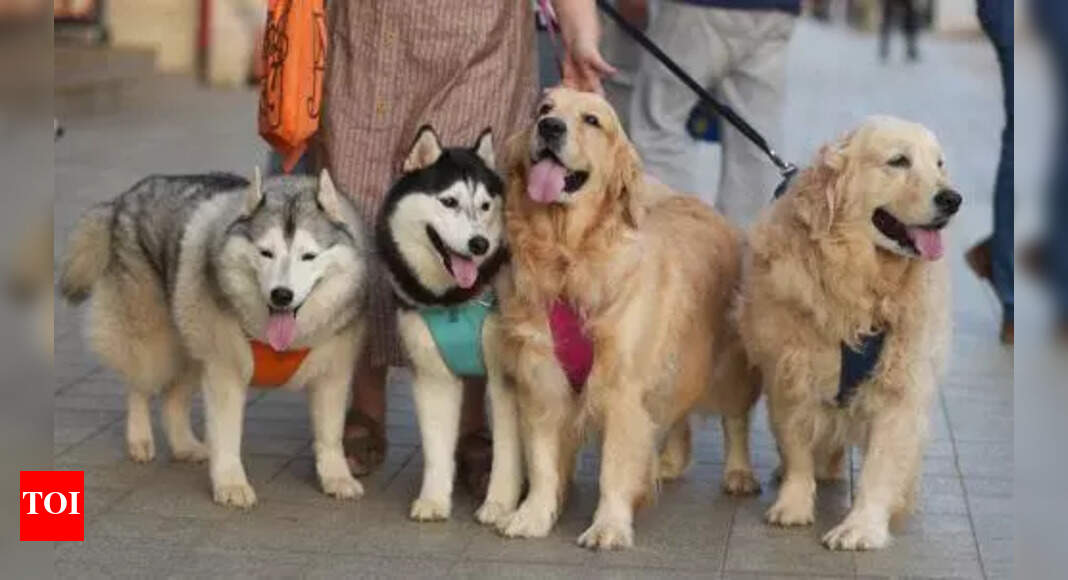 Navi Mumbai Mandates Dog Licensing for Pet Owners