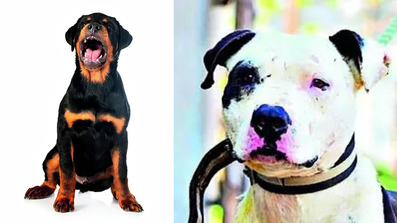 Legal issues muzzle state plan to ban ferocious dogs | Goa News - Times of  India