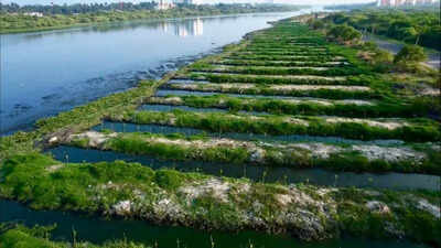 Mangroves strike roots in B Canal