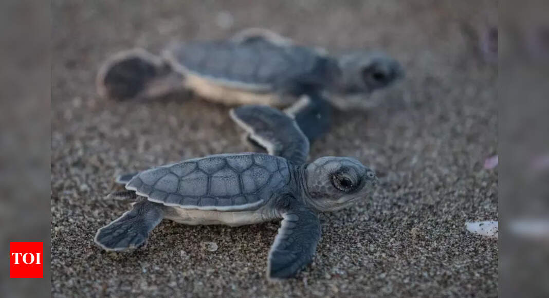 Seminar Held in Varanasi on World Turtle Day to Discuss Turtle Conservation