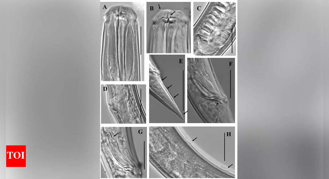 New Marine Nematode Species Discovered on Tamil Nadu Beach