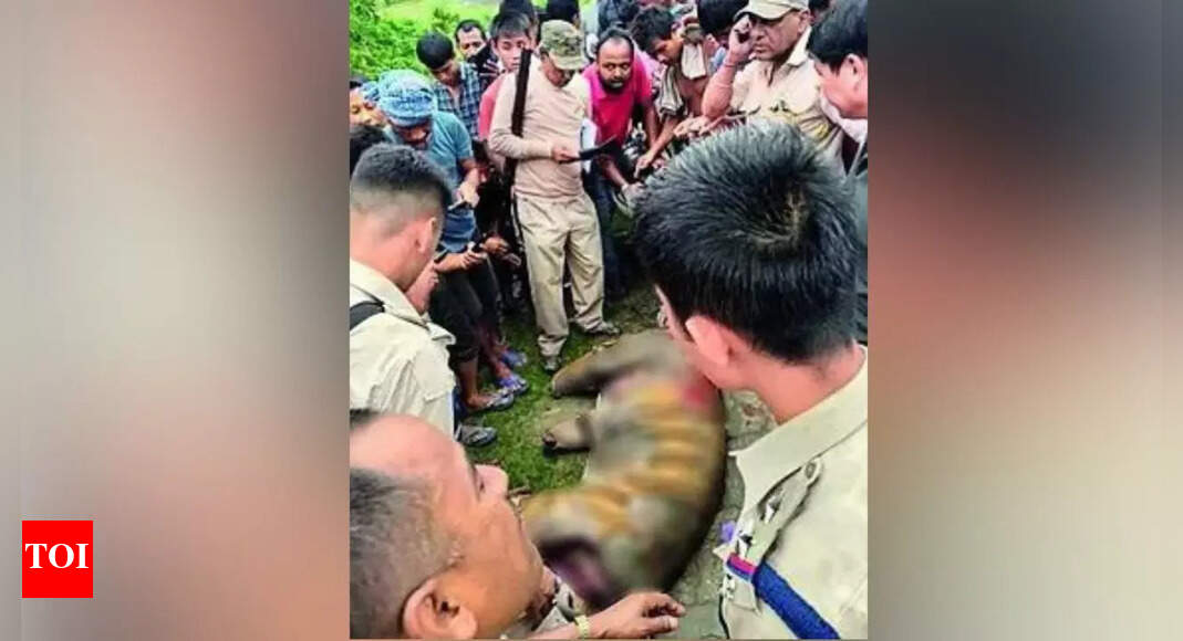 1,000+ strong mob kills Royal Bengal tiger as ‘revenge’ in Assam's Golaghat village