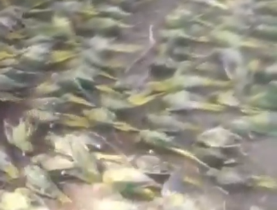 Why did 100 parrots die in Jhansi’s hail storm