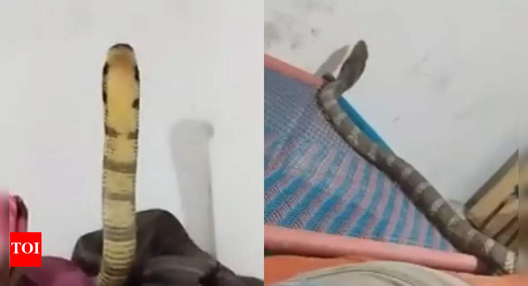 King Cobra Viral Videos: Humans, Animals, and Snakes