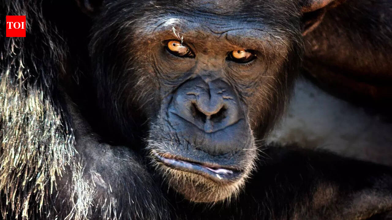 Why these 7 animals have unusually large eyes, and why it matters