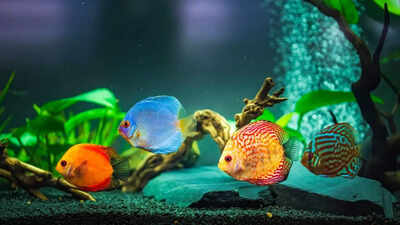 5 beautiful and exotic pet fishes for home aquarium-- And their care guide