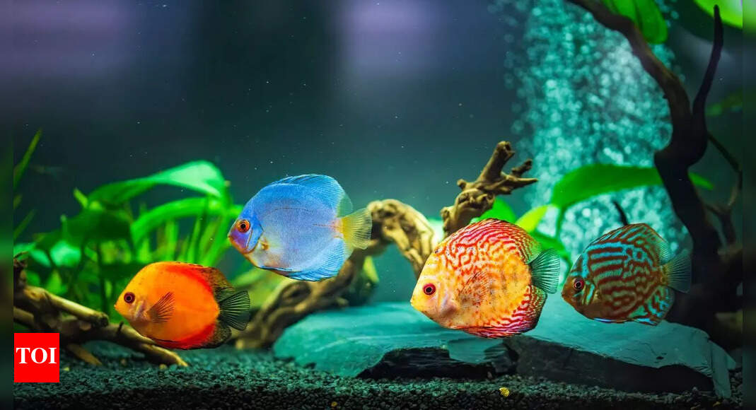 5 beautiful and exotic pet fishes for home aquarium