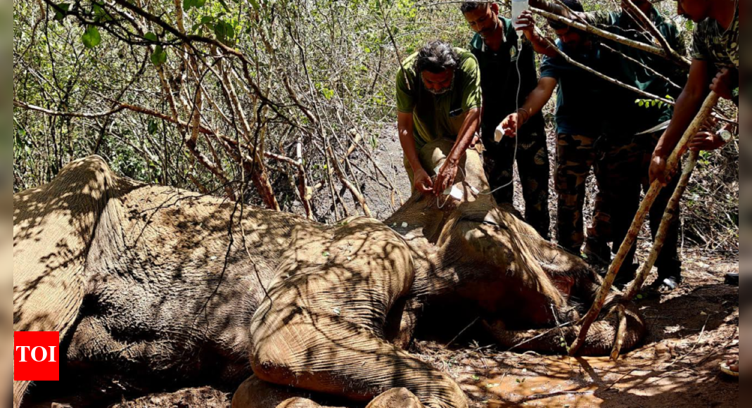 Wild Elephant Dies Despite Treatment in Coimbatore