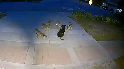 Lone puppy fights off a pack of wild coyotes in a viral 45-minute-battle: Watch video