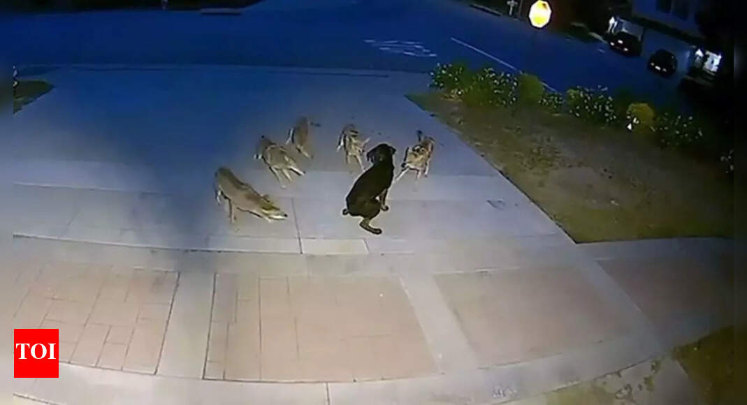 Lone puppy fights off a pack of wild coyotes in a viral 45-minute-battle: Watch video