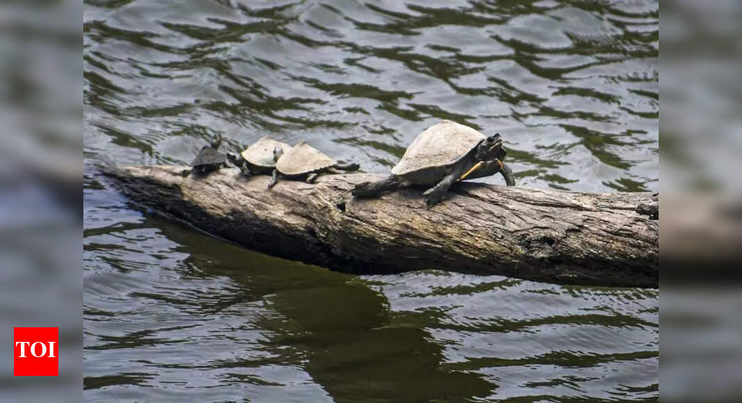 150 Rare Turtles Rescued; International Smuggling Suspected