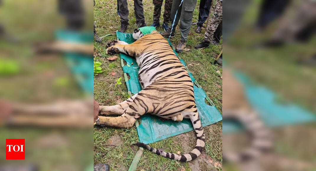 Tiger Claw Charm Scheme: Men Arrested Over Tigress Mutilation