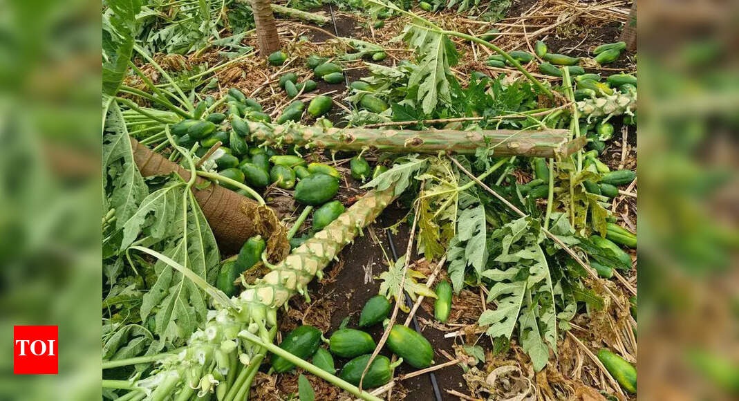 Pre-monsoon rain damages crops on 6,300ha across Nashik district ...