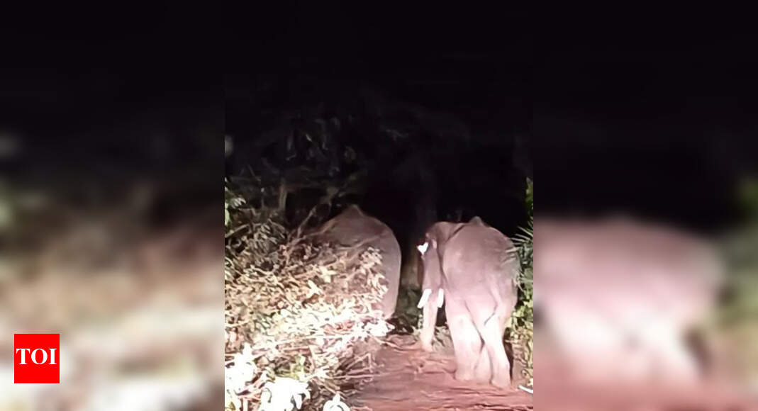 Volunteers Aid Wildlife in Ganjam During Summer