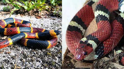 Coral snake vs. King snake: How to identify and differentiate their key traits