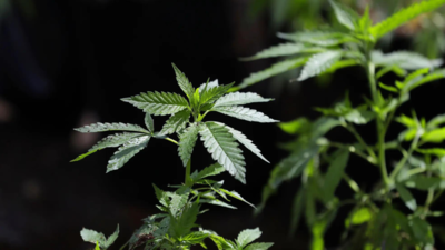 Sri Lanka foils synthetic cannabis smuggling attempts