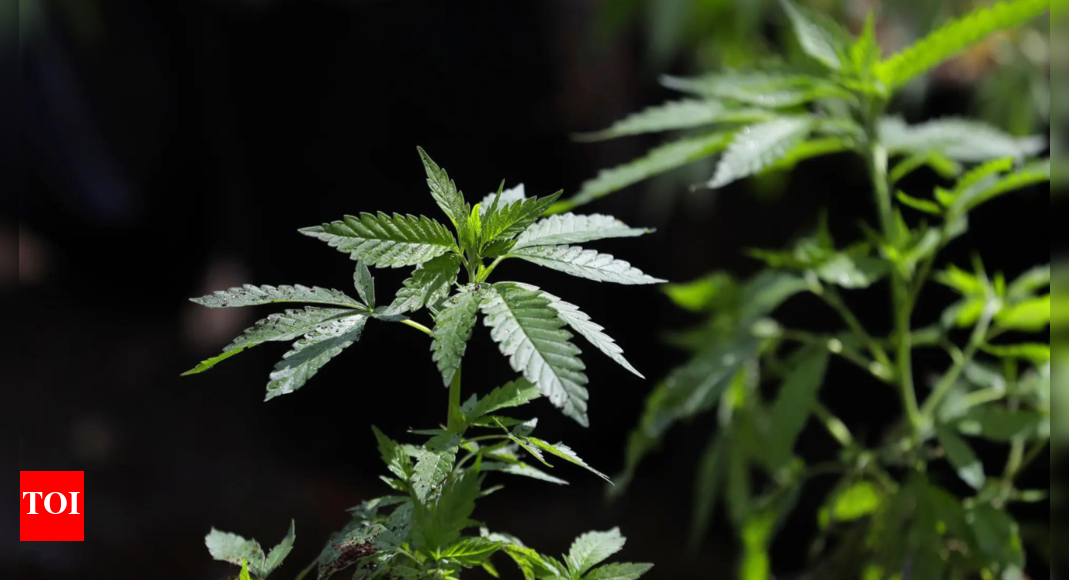 Sri Lanka Foils Multiple Synthetic Cannabis Smuggling Attempts