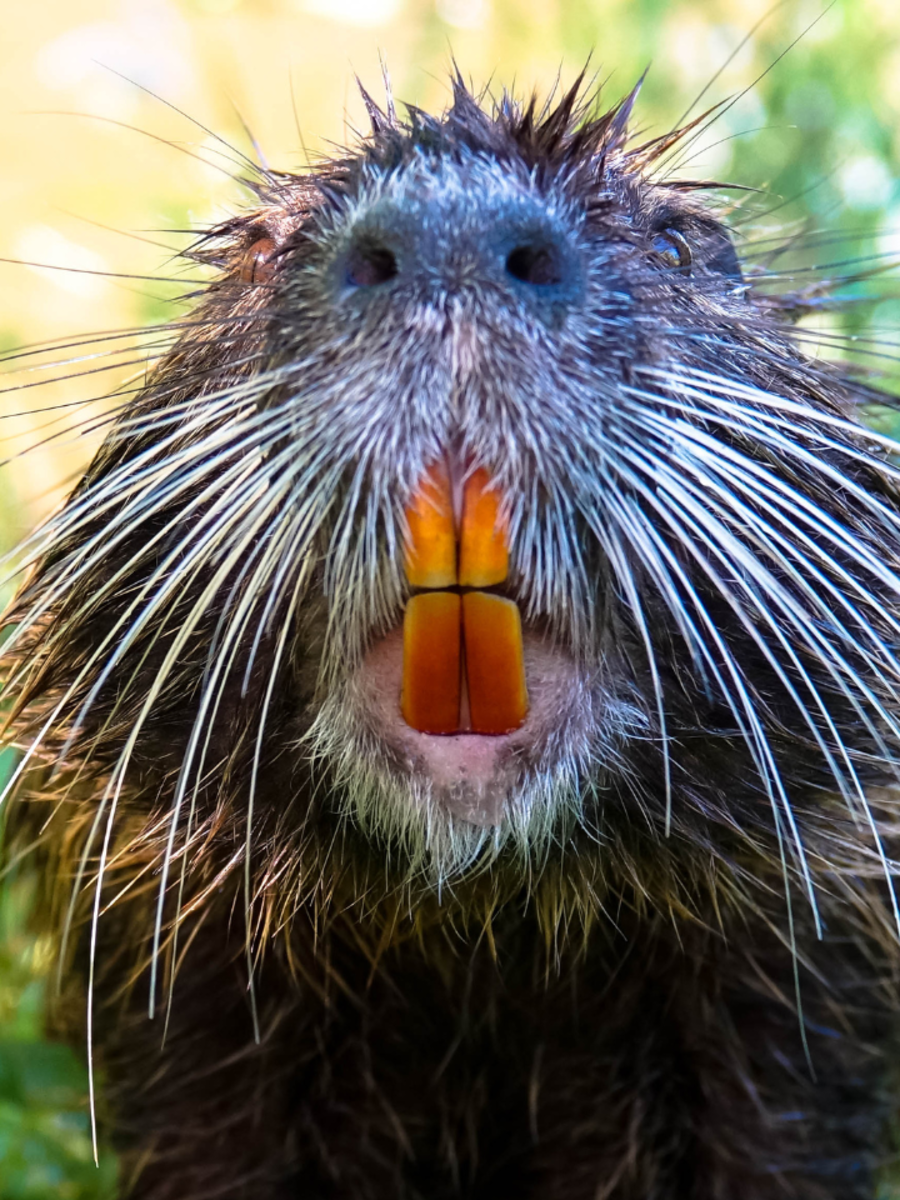 8 animals whose teeth never stop growing | Times of India
