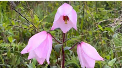 Shirui Lily Festival ends with vibrant cultural shows and music, celebrating Manipur's iconic bloom