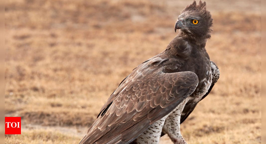Clever Cooper's Hawk Uses Traffic Signals for Hunting