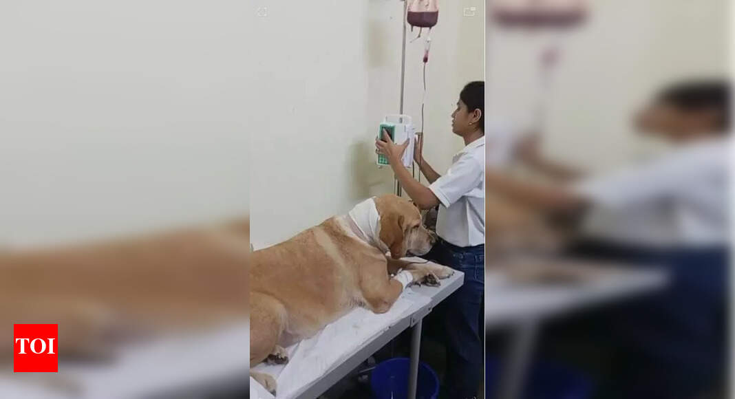 Dialysis Saves Labrador with Uterine Infection in Kolkata