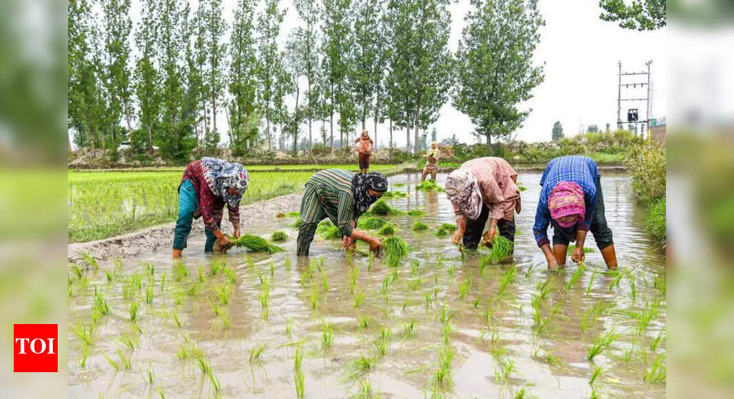 Mechanized Paddy Transplantation Gains Traction in Punjab