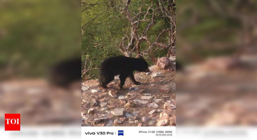 Sloth Bear Sighting Prompts Security Vigilance at Chittorgarh Fort