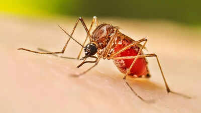 Imported malaria threatens Goa despite zero local cases in 2023