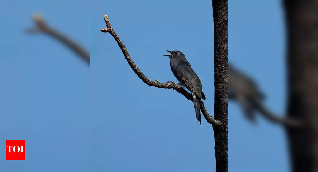 Early Monsoon Brings Early Birding Activity to Pune