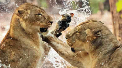 Mission Impossible: The untold lion census story