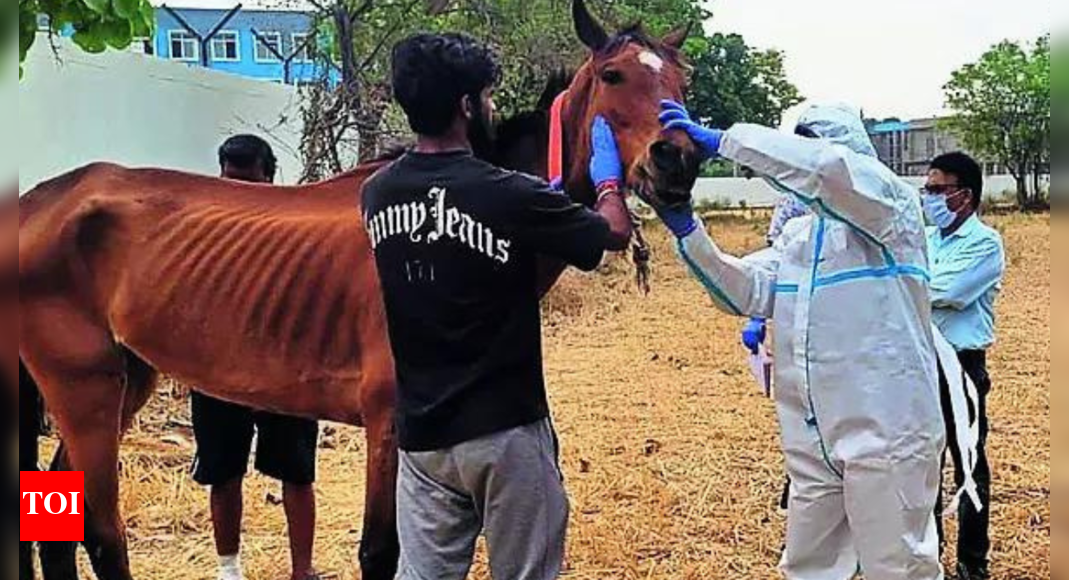 A hoof whodunnit: Madhya Pradesh govt probes how Hyderabad racehorses ended up in Jabalpur