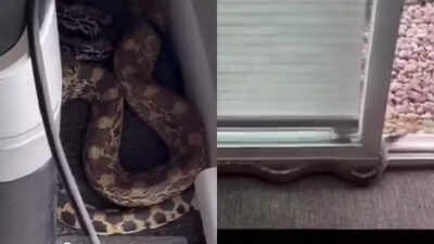 Massive 8-foot snake in the office! Colorado man discovers a real workplace nightmare