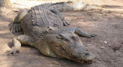 Meet Henry:  This 124-year-old  ‘man-eating’  crocodile who has fathered 10,000 babies