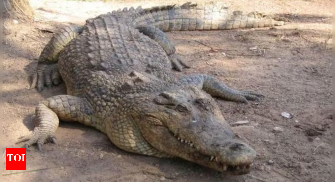 124-Year-Old Crocodile: Henry, the Legend of South Africa