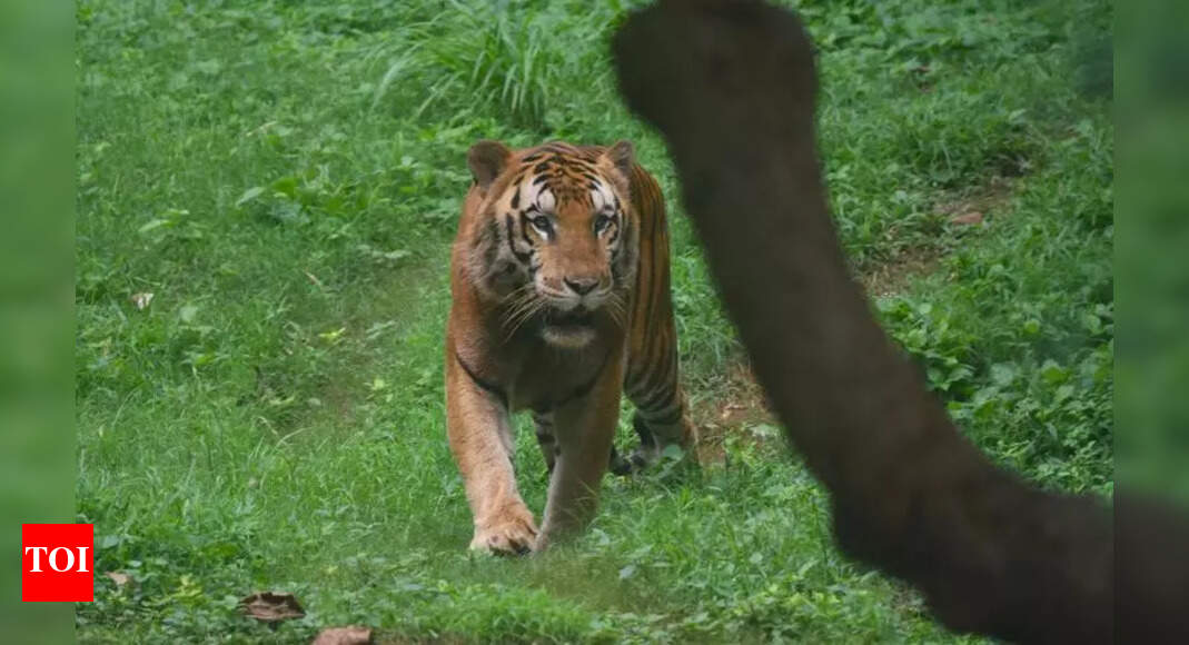 Two More Tiger Deaths in Assam, Raising Conservation Concerns