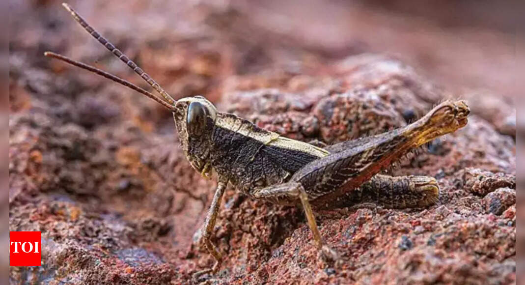 Rediscovered 'Lost' Grasshopper Species After 43 Years