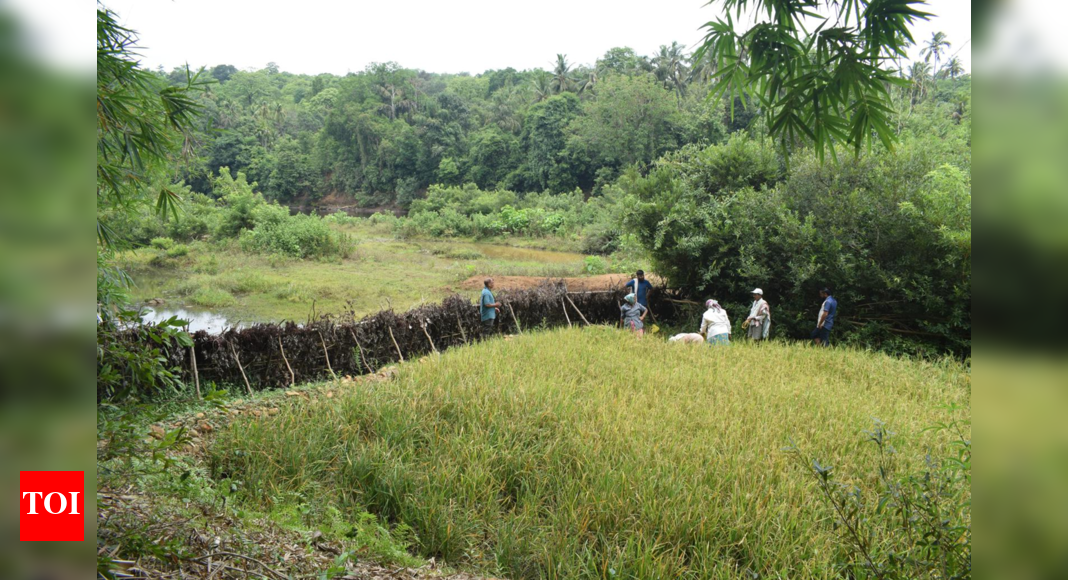 Silt-Based Agriculture 'Puran Sheti' Revived in Sattari, Goa