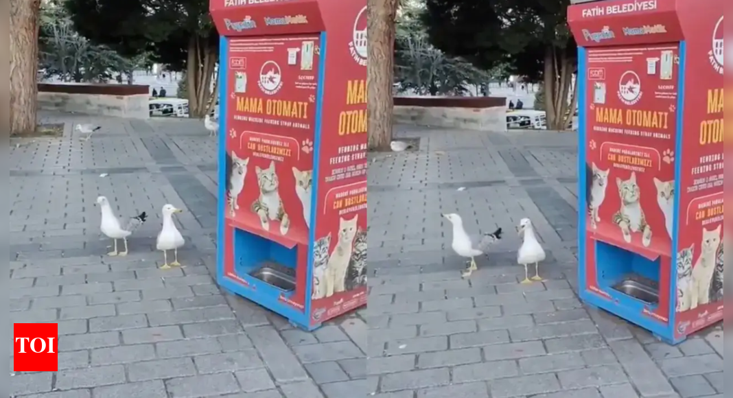 Turkish Seagulls Mimic Cats to Get Free Food