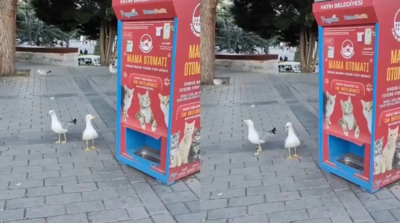 Bird Viral Video: Bird meows like cat to get free food meant for ...