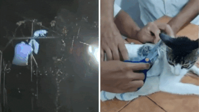  Kitty caught smuggling crack cocaine and weed into Costa Rican prison