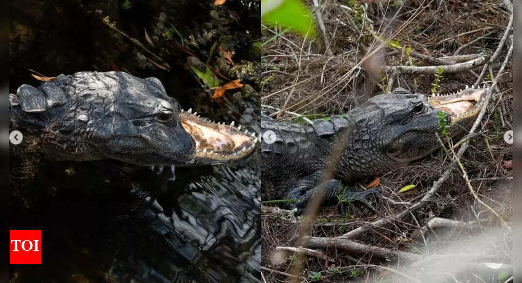 Jawless Alligator Stuns Social Media in Florida Everglades
